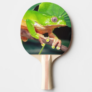 Giant Bicolor Monkey Treefrog, Phyllomedusa Ping Pong Paddle