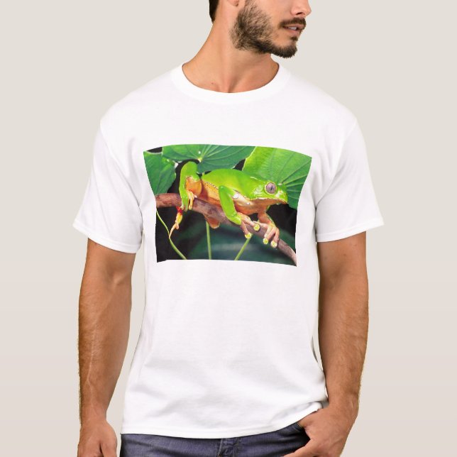 Giant Bicolor Monkey Treefrog, Phyllomedusa T-Shirt (Front)