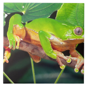 Giant Bicolor Monkey Treefrog, Phyllomedusa Tile