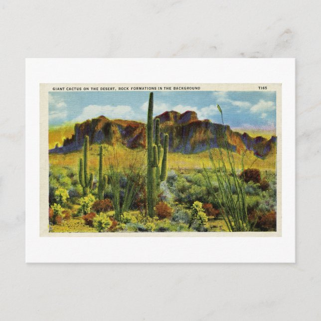 Giant Cactus in Desert Vintage Postcard Landscape (Front)