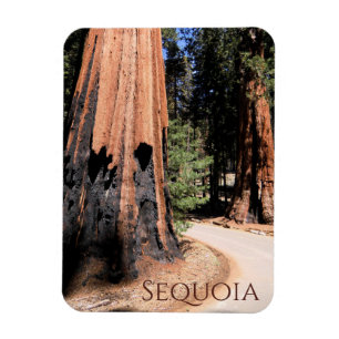 Giant Cinnamon Colour Tree in Sequoia National Par Magnet