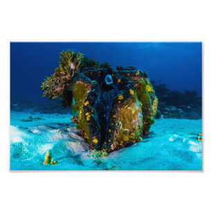 Giant Clam Photo Print