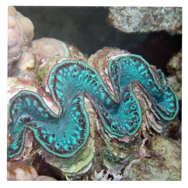 Giant Clam Tile (Front)