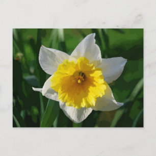 Giant Daffodil Postcard