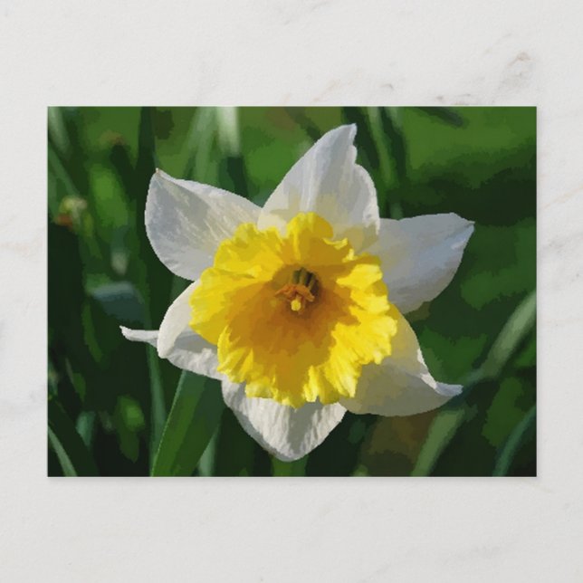 Giant Daffodil Postcard (Front)