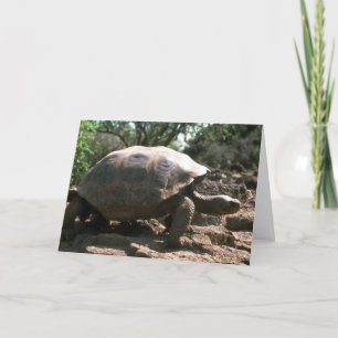 Giant Dome-Shaped Tortoise Walking Card