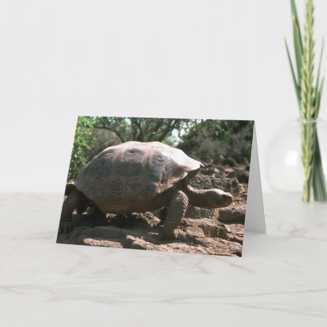 Giant Dome-Shaped Tortoise Walking Card (Front)