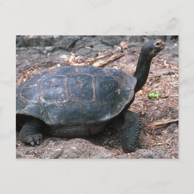 Giant Dome-Shaped Tortoise Walking Postcard (Front)