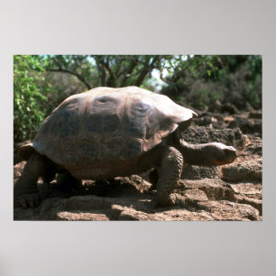 Giant Dome-Shaped Tortoise Walking Poster