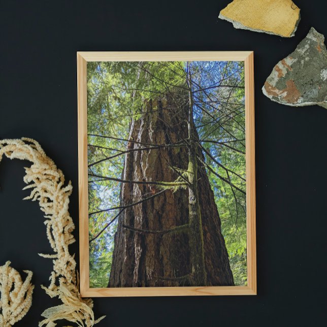 Giant Douglas Fir Tree Photo Print (In Situ Framed)