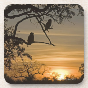 Giant Eagle Owls (Bubo lacteus) silhouetted at Coaster