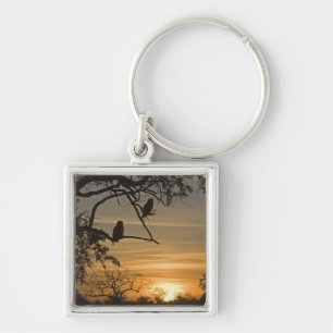 Giant Eagle Owls (Bubo lacteus) silhouetted at Key Ring