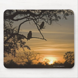 Giant Eagle Owls (Bubo lacteus) silhouetted at Mouse Pad