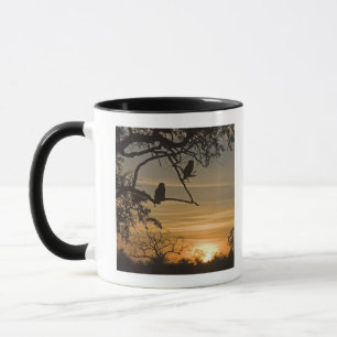 Giant Eagle Owls (Bubo lacteus) silhouetted at Mug