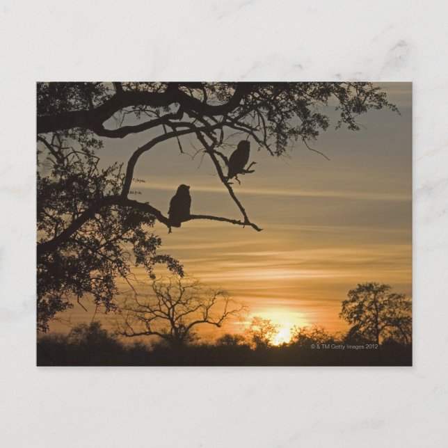 Giant Eagle Owls (Bubo lacteus) silhouetted at Postcard (Front)