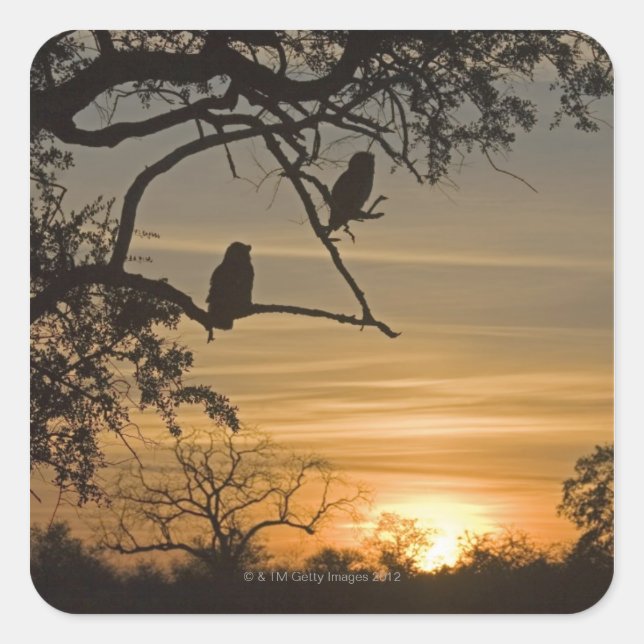 Giant Eagle Owls (Bubo lacteus) silhouetted at Square Sticker (Front)