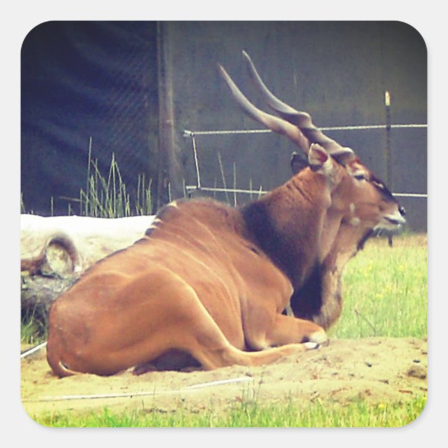 Giant Eland Stickers (Front)