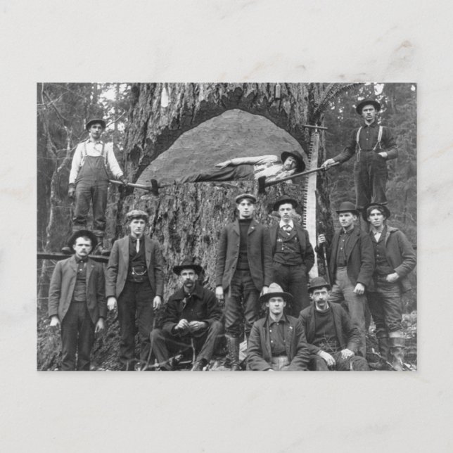 Giant Fir Tree Ready to Fall, 1902 Postcard (Front)