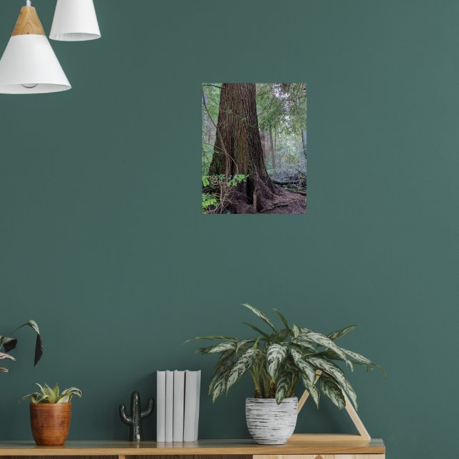 Giant Forest Conifer Tree Photographic Poster (Living Room 1)