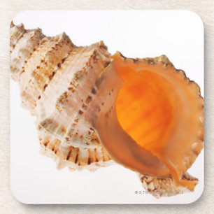 Giant Frog shell (Tutufa bubo) against white Coaster