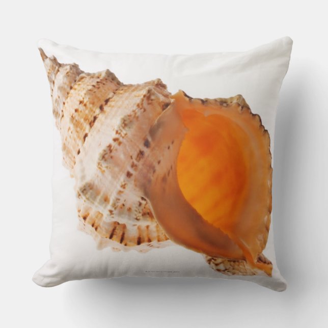 Giant Frog shell (Tutufa bubo) against white Cushion (Front)