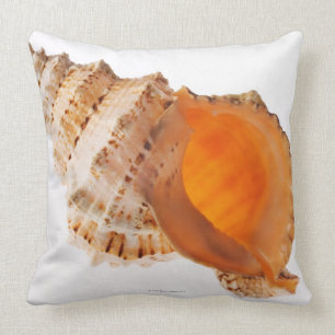 Giant Frog shell (Tutufa bubo) against white Cushion