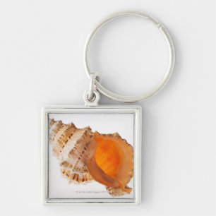 Giant Frog shell (Tutufa bubo) against white Key Ring