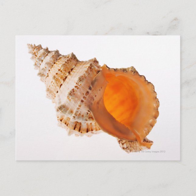 Giant Frog shell (Tutufa bubo) against white Postcard (Front)