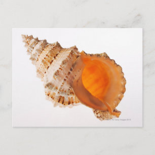 Giant Frog shell (Tutufa bubo) against white Postcard
