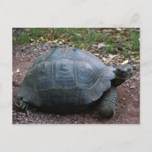 Giant Galapagos Tortoise Postcard