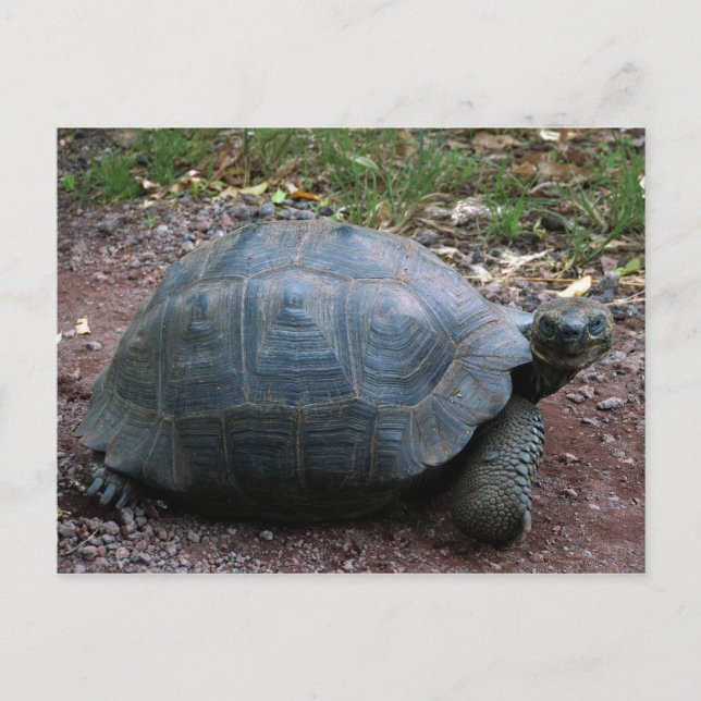Giant Galapagos Tortoise Postcard (Front)
