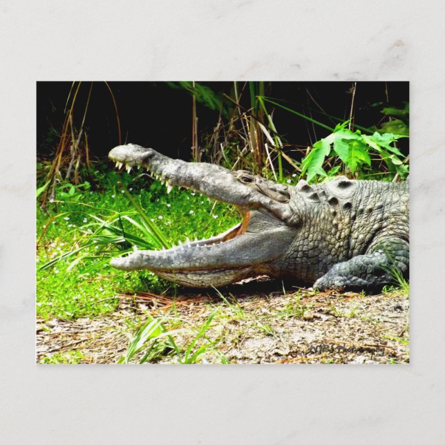 Giant gator with his mouth open postcard (Front)