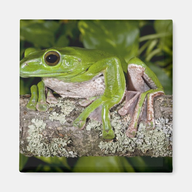 Giant Gliding Frog, Polypedates dennysi ssp, Magnet (Front)