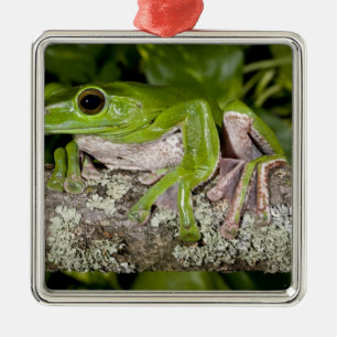Giant Gliding Frog, Polypedates dennysi ssp, Metal Ornament