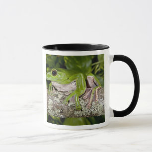 Giant Gliding Frog, Polypedates dennysi ssp, Mug