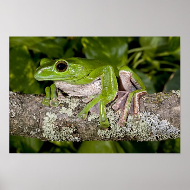 Giant Gliding Frog, Polypedates dennysi ssp, Poster (Front)