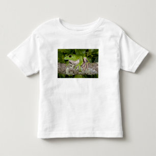 Giant Gliding Frog, Polypedates dennysi ssp, Toddler T-Shirt