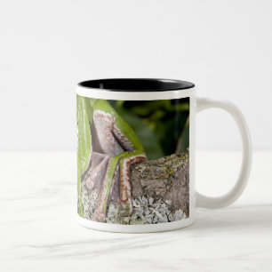 Giant Gliding Frog, Polypedates dennysi ssp, Two-Tone Coffee Mug