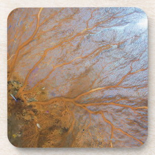 Giant gorgonian sea fan (Plexauridae sp.) Coaster