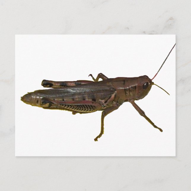 Giant Grasshopper Postcard (Front)