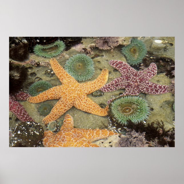 Giant green anemones and ocher sea stars poster (Front)