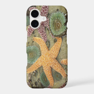Giant green anemones and ochre sea stars
