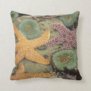 Giant green anemones and ochre sea stars cushion