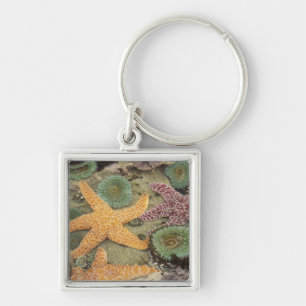 Giant green anemones and ochre sea stars key ring