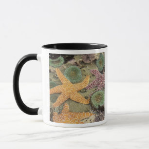 Giant green anemones and ochre sea stars mug