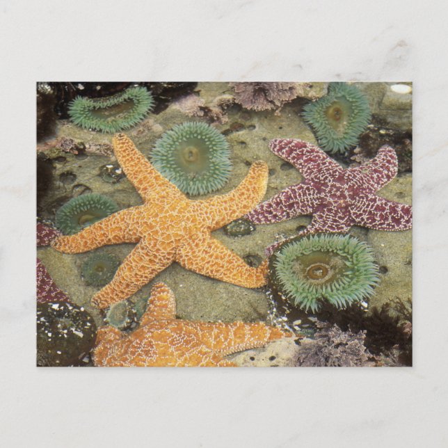 Giant green anemones and ochre sea stars postcard (Front)