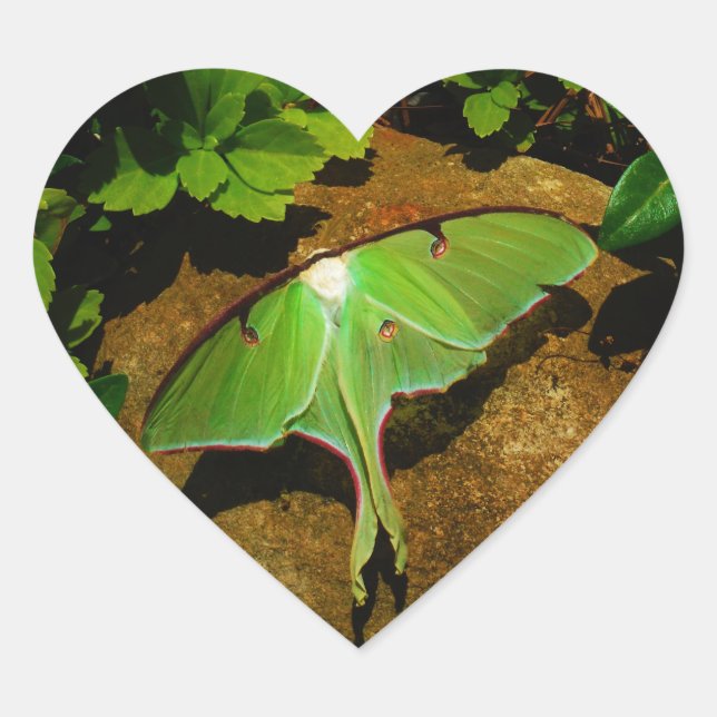 Giant Green Luna moth Heart Sticker (Front)