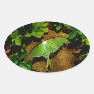 Giant Green Luna moth Oval Sticker