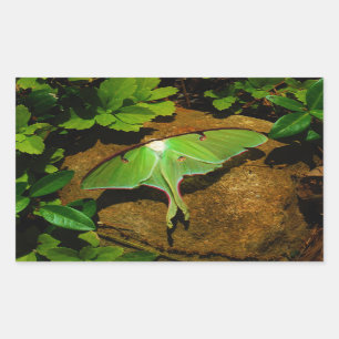 Giant Green Luna moth Rectangular Sticker