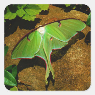 Giant Green Luna moth Square Sticker
